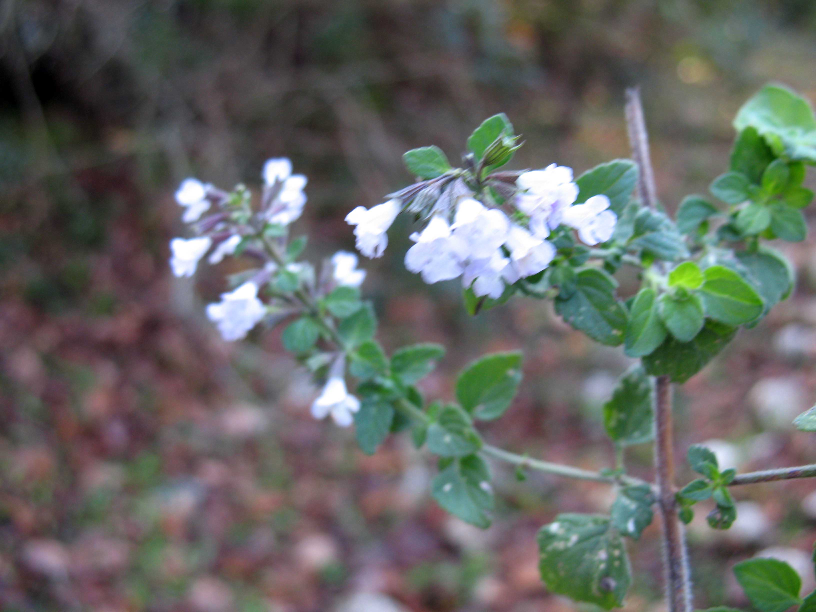 Calamintha nepeta...vero ?? vero...